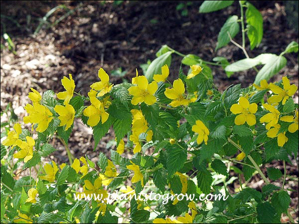 This Kerria has large flowers. This plant was growing in the shade.